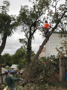 Healthy Trees, Beautiful Landscapes – Expert Tree Trimming in Denver, CO