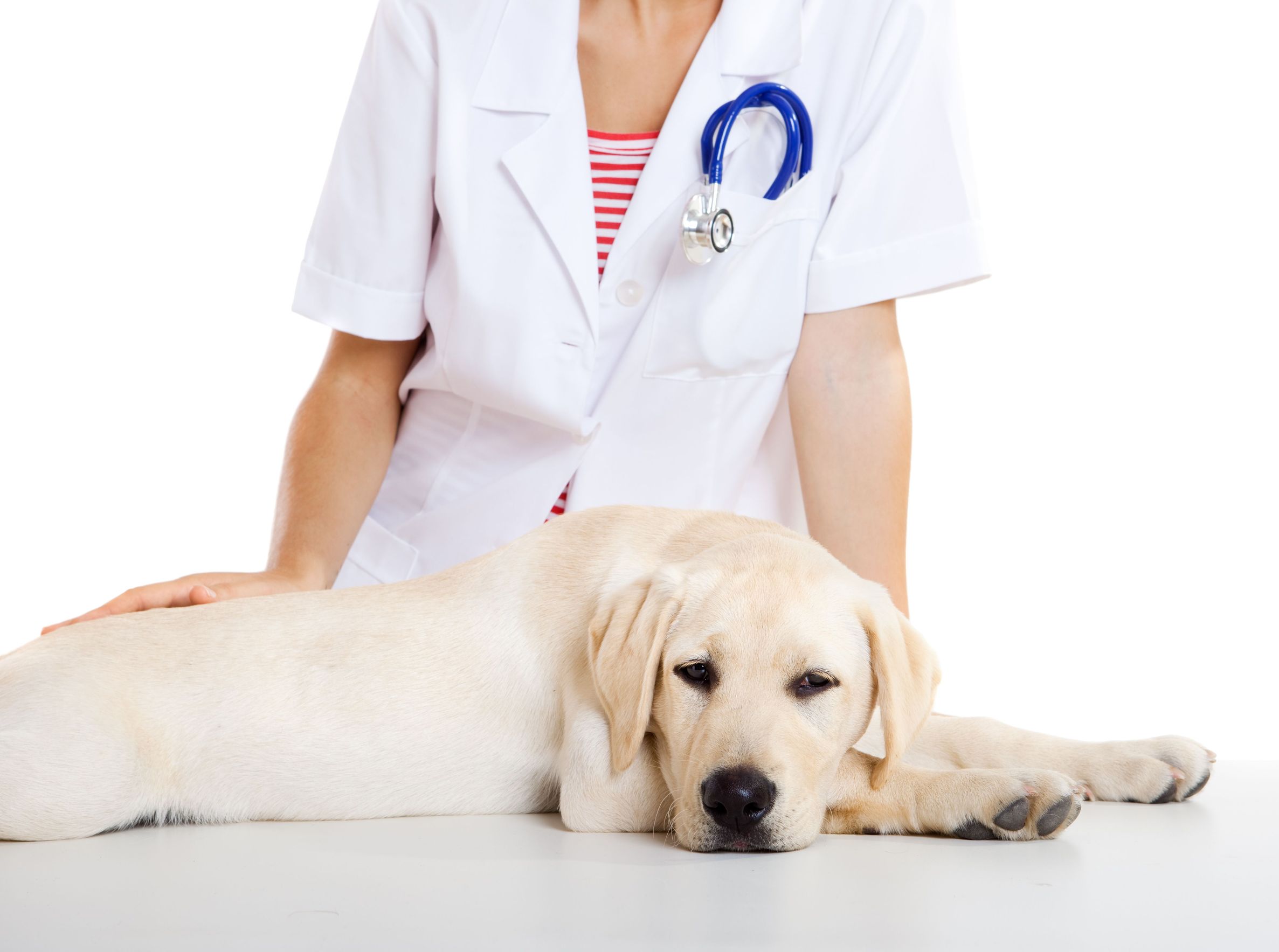 Choosing The Right Pet Hospital In Riverside, CA