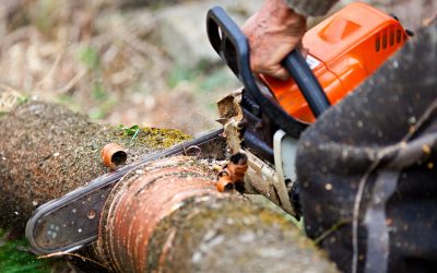 When You Need Tree Removal in Anderson CA