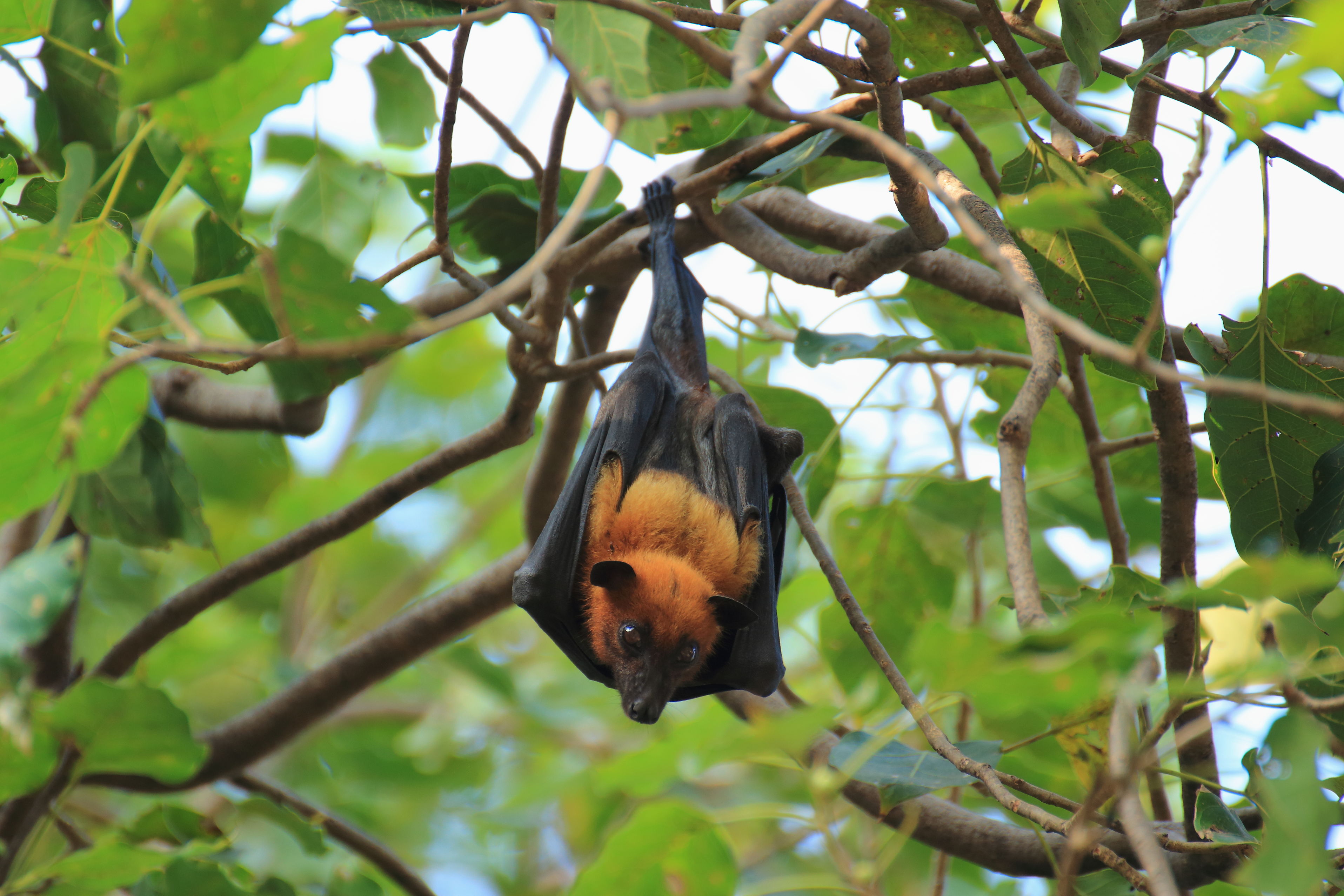 Exploring Bat Removal in Dublin, OH and How to Prevent Invasions