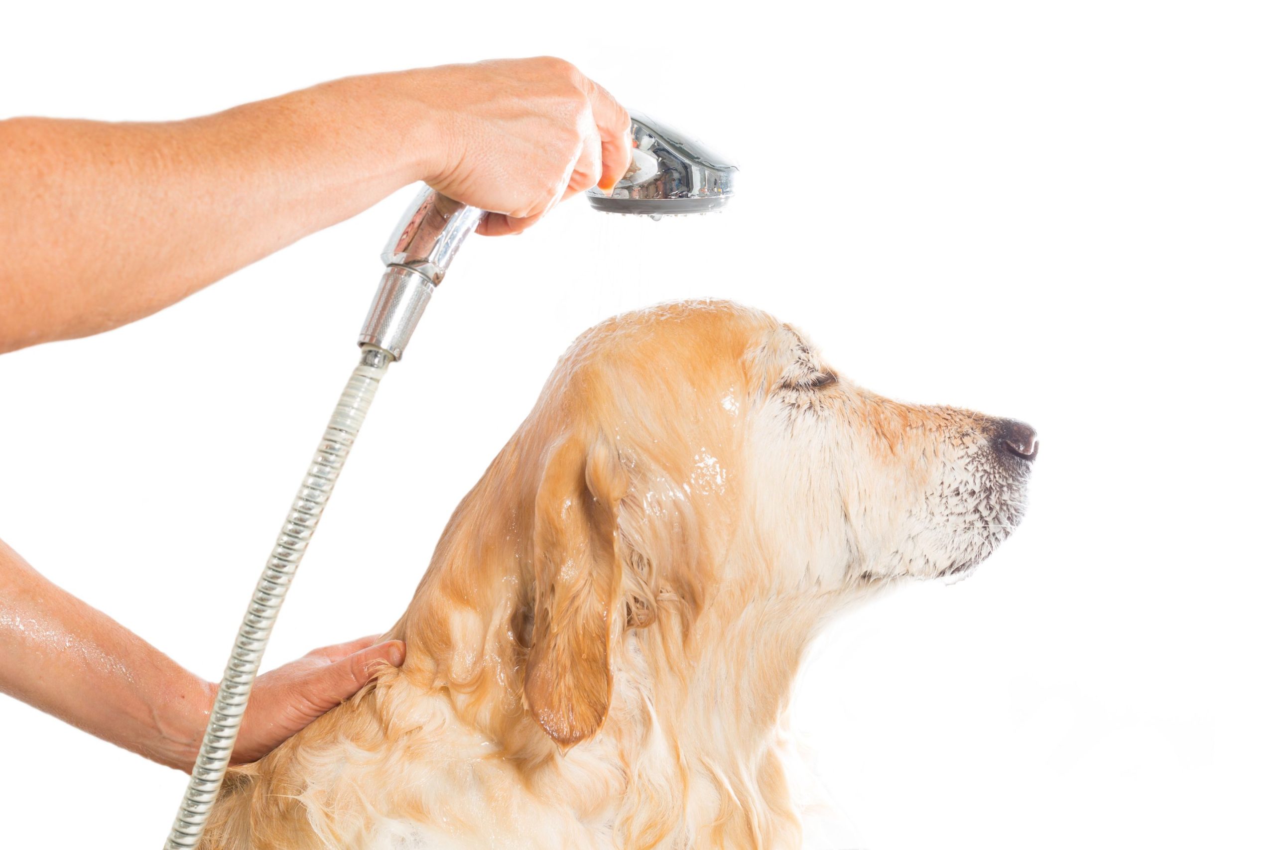 Keep Your Pets Healthy For The Long-Term With a Veterinarian in Riverside CA