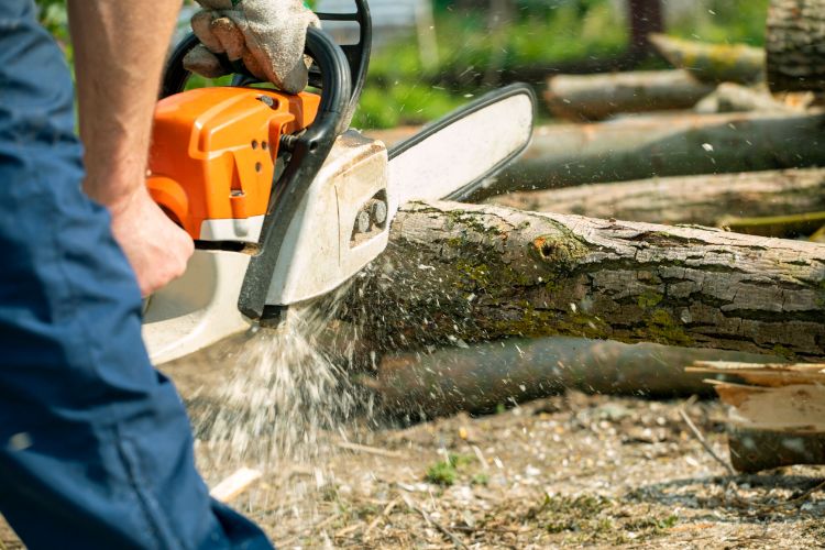 4 Reasons To Hire A Tree Service In Orange Park FL