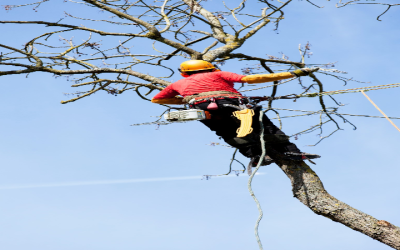 Why Calling Professional Tree Removal in Smyrna, GA, Is Important for Safety