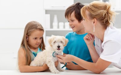 Advanced Care For Pets: The Role Of Animal Neurosurgeons in Syracuse, NY