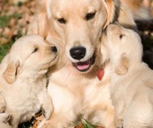 Enhance your pet’s playtime with the perfect dog toy box