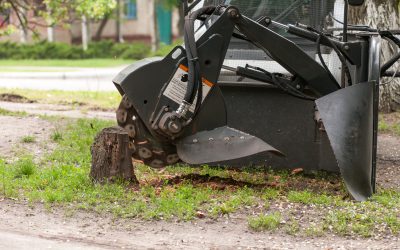 Ornamental Tree Trimming in San Rafael, CA: The Key To A Stunning And Healthy Landscape