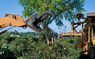 The Answer to Your Tree Care Needs: Tree Removal in Hackettstown NJ