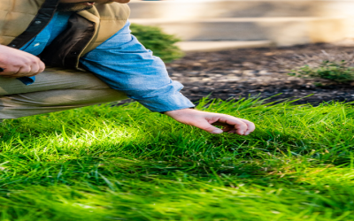 Ultimate Guide to Weed Control for Lawns Haymarket VA