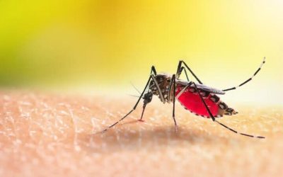 Effective Mosquito Treatment for Yard Charlestown IN: Banish Bugs Now