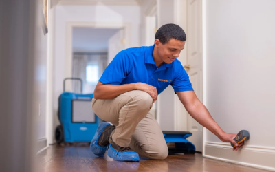 Effective Mold Remediation in Fort Collins, CO: Protect Your Home Today
