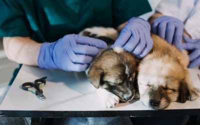 Finding the Right Dog Veterinarian in Monmouth County, NJ for Your Pet