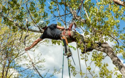 Local Tree Removal Austin TX Services for HassleFree Yard Cleanup and Safety