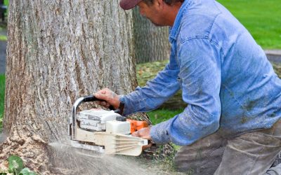 Common Signs You Should Call a Tree Trimming Service in Lancaster, OH for Help