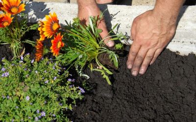 Smart Homeowners Choose Mulch Companies in Ashippun, WI for Superior Garden Health