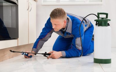 Effective Solutions for Pest Control Christiansburg VA Homeowners Can Trust for Lasting Results