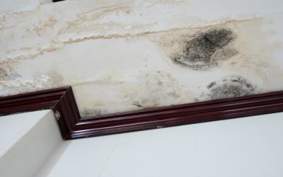 Reliable Water Damage Cleanup in Wheaton, IL Safeguards Your Family and Home Value