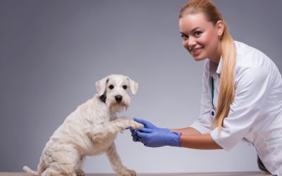 Gain peace of mind using a dog boarding training program Fort Lauderdale FL pet parents recommend
