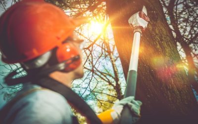 Keep Your Landscape Healthy by Scheduling Regular Tree Service Spokane WA Visits