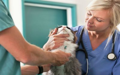 Pet Wellness Starts with an Animal Clinic Los Angeles Families Trust for Expert Care
