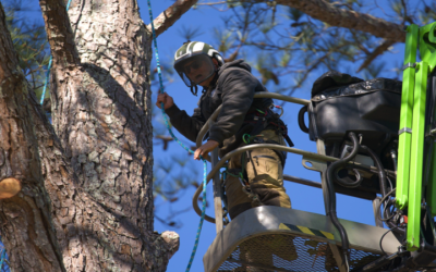 Enhance Curb Appeal With Professional Tree Stump Removal In Zebulon, GA Solutions