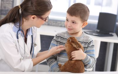 Emergency pet care is available at the 24 Hour Animal Hospital in Renton WA for urgent situations