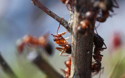 Real Life Success Stories with Ant Pest Control Essex Fells NJ in Suburban Living