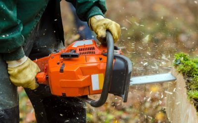 Benefits You Gain from Regular Tree Trimming in Jacksonville FL Yards